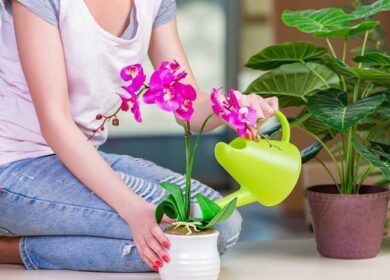 Янтарная кислота для выращивания капризных орхидей: как грамотно применять