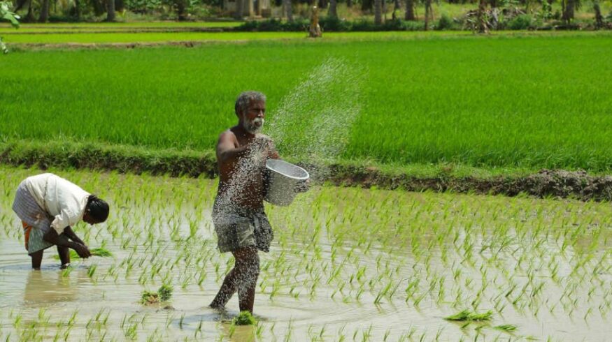 В Индии рекордно вырос спрос на агрохимикаты