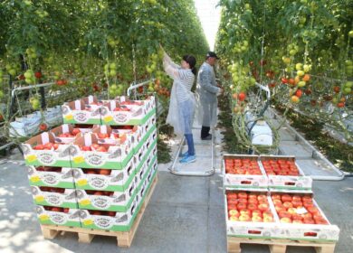 В Московской области стартует возведение нового тепличного комплекса