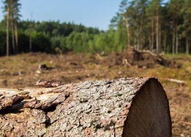 Аргентина запустит спутник для защиты лесов