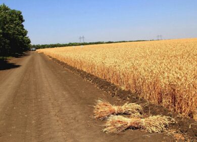 «ФосАгро» наращивает поставки в Ростовскую область