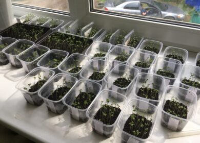 В России придумали удобрение из коры