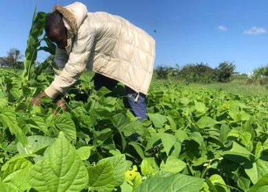 В Танзании выявят поддельные агрохимикаты