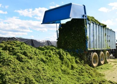 В Азербайджане хотят выпускать тепличные сидераты