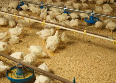 CleanBay Renewables переработает птичий помет