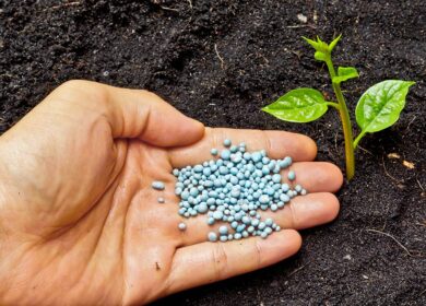 Выпуск фосфорных удобрений в России рвется вперед