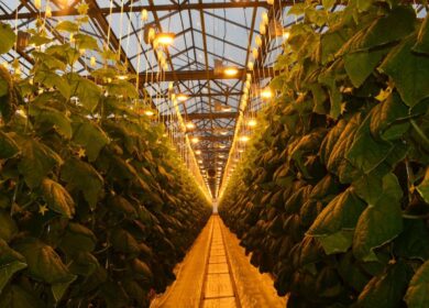 «Горкунов» продолжит развитие «Толмачевского»