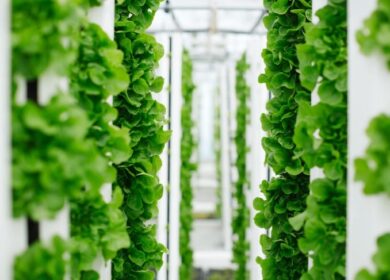 Bayer развивает вертикальное земледелие