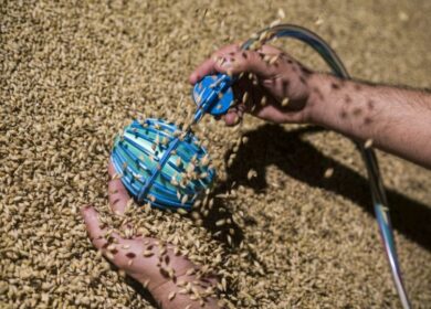 Создан робот для мониторинга качества зерна