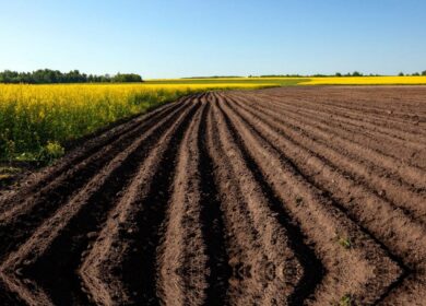 В Татарстане хотят расширить известкование почв
