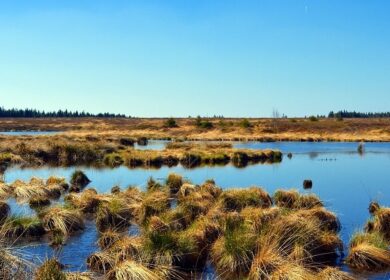 Israel Chemicals отказали в добыче торфа