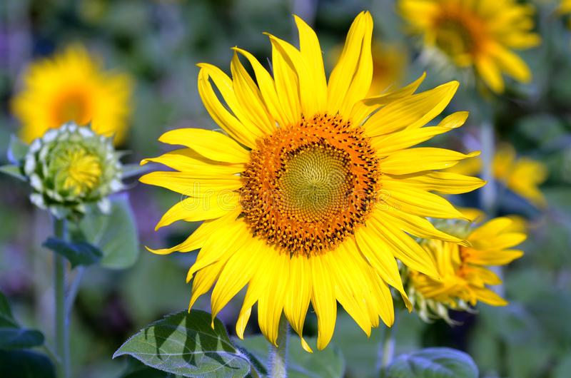 К 2024 году в России урожай подсолнечника достигнет 17,4 млн. тонн