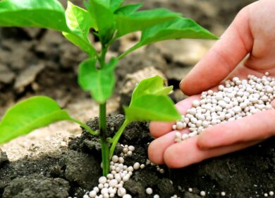 Выпуск фосфорных удобрений в России пытается восстановиться