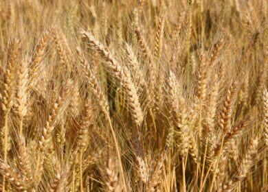 СГАУ и «КуйбышевАзот» провели интересные исследования