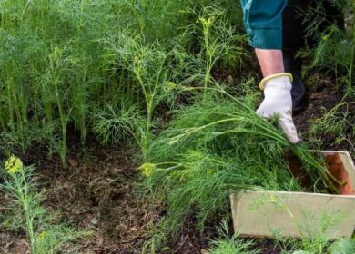 Чем подкормить укроп для активного роста и хорошего урожая