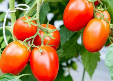 В Ставропольском крае начали строить новый тепличный комплекс