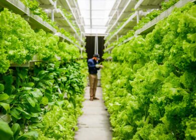 Swegreen нашел спонсора