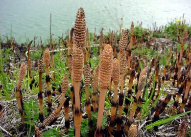 Хвощ может заменить пестициды