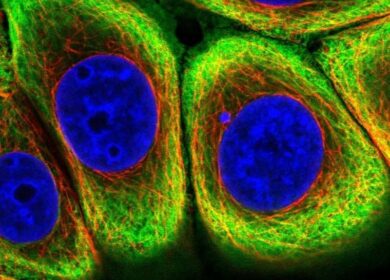 Эндофиты могут разблокировать фосфор