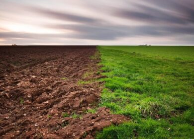 В Удмуртии сократились площади неиспользуемых земель