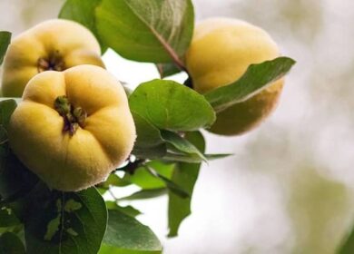 Айва: посадка и уход за кустарником на участке, обрезка, сорта