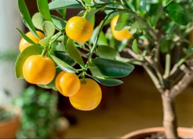 Как вырастить апельсиновое дерево из косточки в домашних условиях