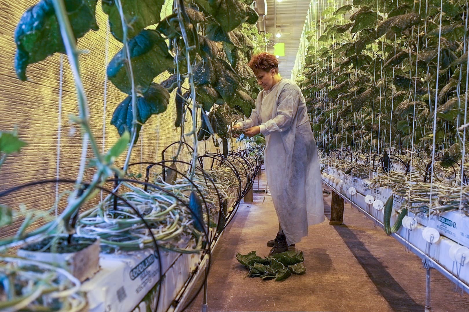 Тепличным комплексам на Дальнем Востоке просубсидируют затраты