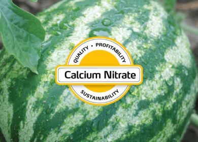 GSFC запустила производство кальциевой селитры