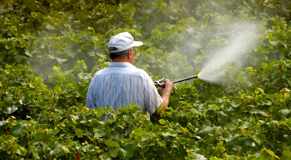 Ученые изучили летучесть дикамбы