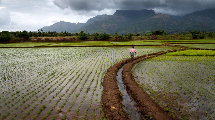 Власти Индии выделят дополнительные субсидии на агрохимикаты