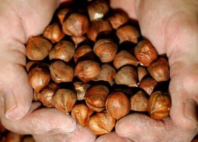 Выращивание фундука: правила посадки, нюансы уход, сорта и способы размножения