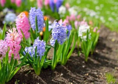 Гиацинт: выращивание, посадка и уход