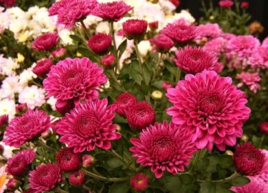 Чем и как можно подкормить хризантемы