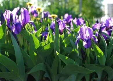 Чем подкормить ирисы для роста и пышного цветения