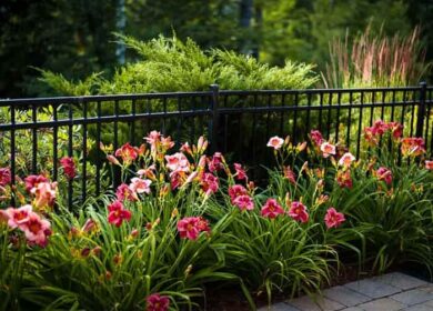 Чем подкормить лилейники перед цветением и после