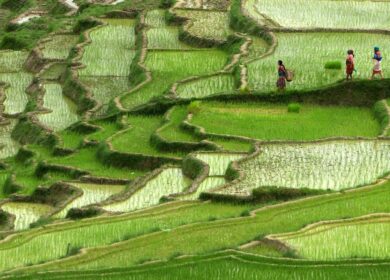 Непалу все еще не хватает агрохимикатов