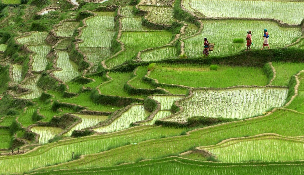 Непалу все еще не хватает агрохимикатов