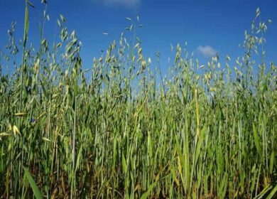 Как вырастить овес