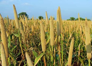 Технология выращивания проса