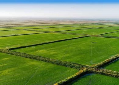 Где и как растет рис, можно ли выращивать его в домашних условиях