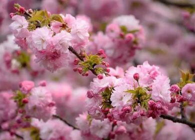 Как вырастить живописную сакуру в своем саду