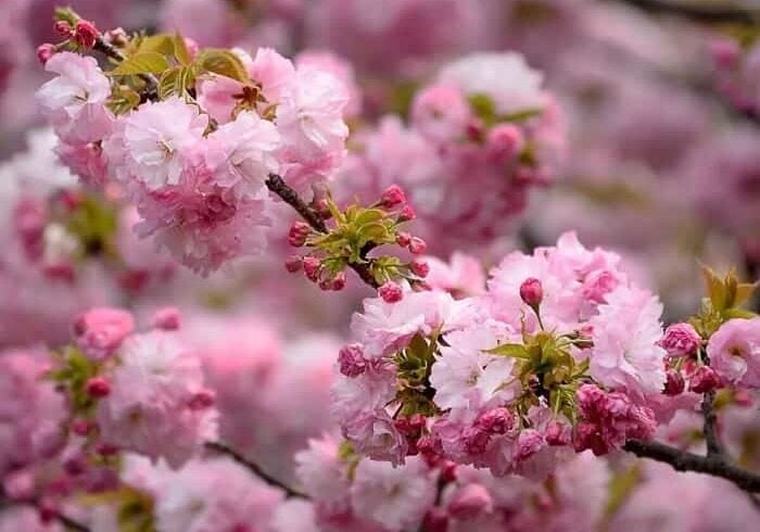 Как вырастить живописную сакуру в своем саду