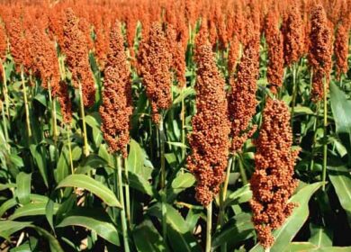 Технология выращивания сорго