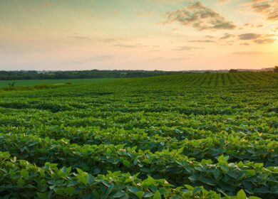 Mosaic нашел себе нового партнера