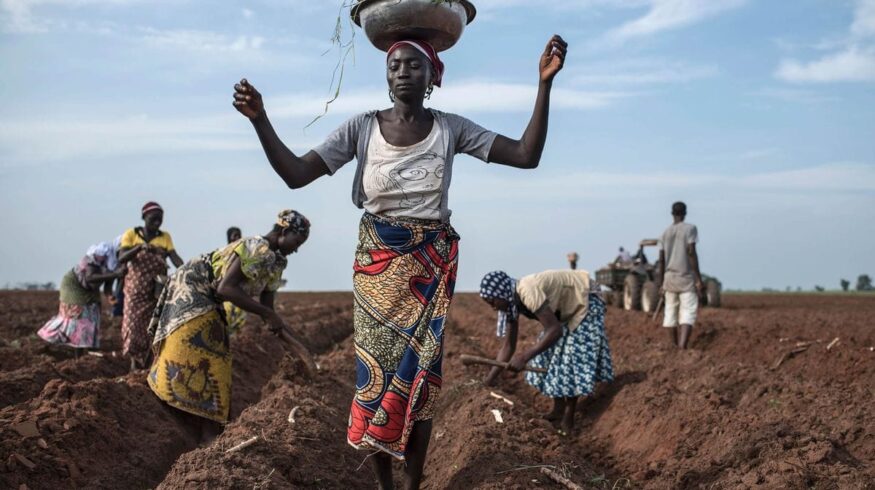 В Нигерии пересчитали фермеров