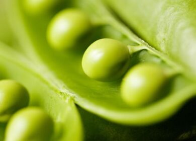 На МКС проверят фиксацию азота