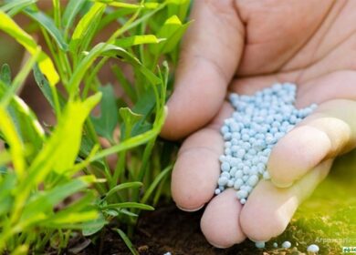 Выпуск фосфорных удобрений в России достиг почти 3,9 млн. тонн