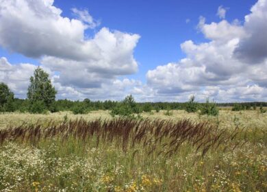 На Дальнем Востоке выявлено почти 3,4 млн. га неиспользуемых земель