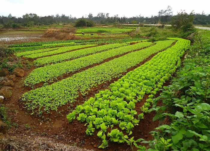 Лучшие сидераты для огорода: как сеять и когда заделывать в почву