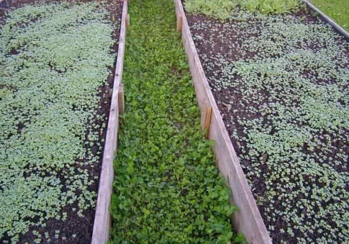 Cидераты для огорода осенью: когда сеять и закапывать